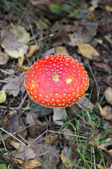 Bright red mushroom with white spots stands out amidst brown leaves and green grass in a forested area during fall season