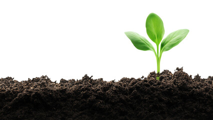 young plant in soil on transparent background,png design elements