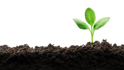 young plant in soil on transparent background,png design elements