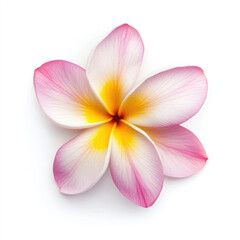 Fototapeta premium Close up of a single frangipani flower with pink and yellow petals
