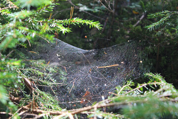 Large spider web glistens in the morning light among green pine trees in a tranquil forest setting