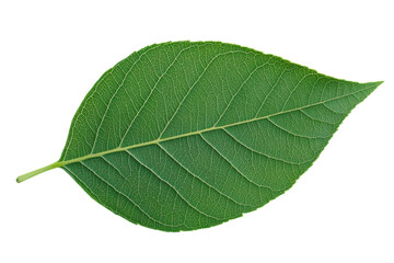 Detailed close-up of a green leaf with visible veins on black background, cut out