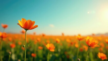 Fototapeta premium A single flower blooming in a vast empty field, serene, isolation