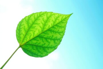 Obraz premium A single large leaf isolated on a white background against a light blue sky, natural, foliage, blue sky