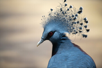grey crowned pigeon