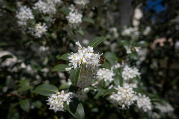 , Deutschland, Rheinland-Pfalz,  27.03.2025,  Weiße Blüten eines Strauchs im Sonnenlicht – mit Biene als Symbol für Natur, Gesundheit und Frühling.
