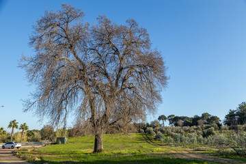 Large leafless tree on a sunny glade at the forest edge. Scenic winter landscape with bare branches and green grass under a blue sky in Sorgun, Antalya province, Turkey.