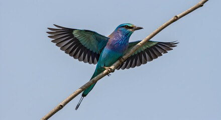 Indian roller displaying vibrant plumage perched elegantly on a branch