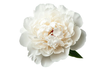 Close-up of white peony flower with green leaf on black background, cut out