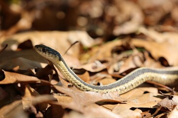 Garter snake among autumn leaves