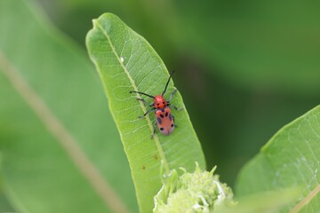 Red Beetle on Green Leaf