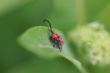 Red Beetle on Green Leaf Close-Up