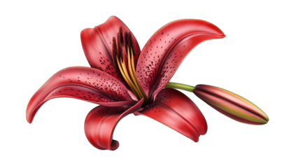 a vibrant red lily flower with intricate details and a single bu
