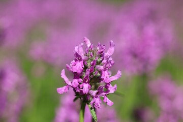 Obraz premium Vibrant Purple Flower Close-Up