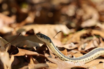 Garter snake amidst autumn leaves