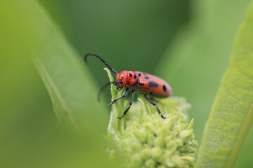 Close-up of a red beetle on a green plant.