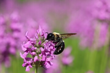Bee Pollinating Purple Flower