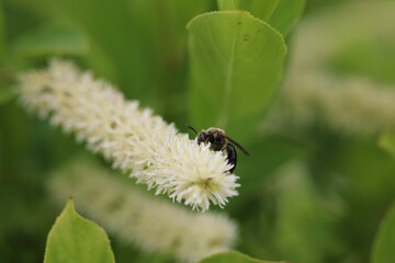 Bee on White Flower Close-Up
