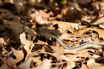 Garter snake amidst autumn leaves in forest.