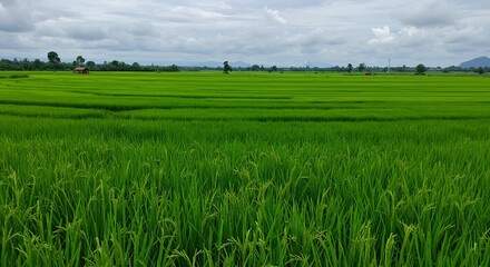 Fototapeta premium Vibrant green rice paddy stretches under a soft grey sky creating a serene landscape.. AI Generated