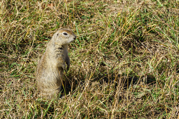 Western Little Ground Squirrel (Spermophilus musicus), or gopher have a fur of light and dark brown, blending well with the natural surroundings. Kabardino-Balkaria. Chegem