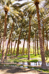 The oasis of Al Ula in Saudi Arabia
