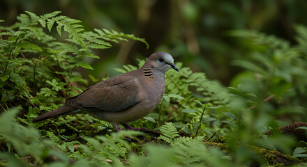 Elegant Luzon Bleeding-heart Dove Amidst the Verdant Ferns in Natural Habitat