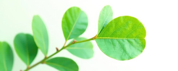 Simple eucalyptus leaf isolated against bright white background, foliage, natural, natural surroundings