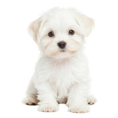 Obraz premium Adorable white maltese puppy with fluffy fur sitting indoors, cut out