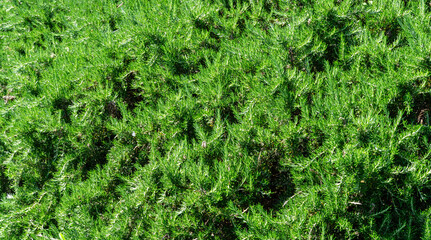 Leaves of rosemary plants (Rosmarinus officinalis or Salvia rosmarinus) on Olympic Embankment in Sirius, new village in Imereti lowland near resort Sochi. Selective close-up of fresh Rosemary