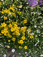 A field of vibrant wildflowers.
