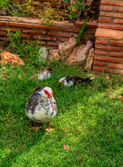 Duck in Marina d`Or gardens Oropesa del Mar Spain tourist destination