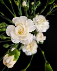 Obraz premium A close-up of white carnations with delicate, ruffled petals against a dark background. 