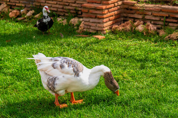 Duck in Marina d`Or gardens Oropesa del Mar Spain tourist destination