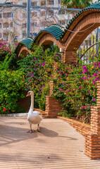 Marina d`Or wildlife in gardens Oropesa del Mar Spain tourist destination
