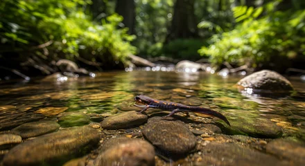 Gardinen Enigmatic salamander traversing a pristine mountain stream ecosystem © ELCINDY
