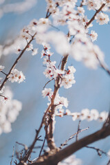 Blossoming branches reveal delicate white flowers against a vibrant blue sky in early spring, showcasing nature's renewal and beauty during the season of growth and awakening