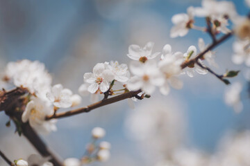 Blooming cherry blossoms illuminate a bright spring sky as nature awakens in a display of delicate beauty and vibrant colors