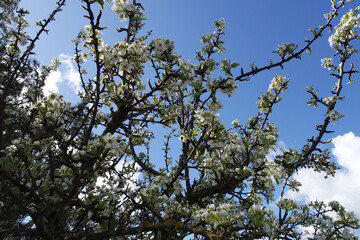 Natura