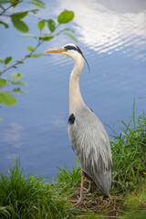 great blue heron ardea cinerea