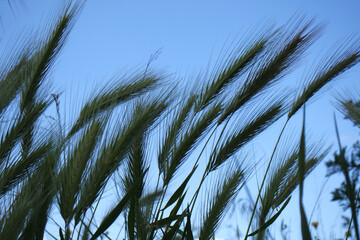 Natura