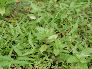 lush grass covering the ground