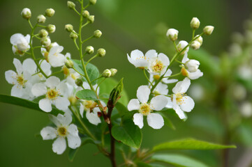 Close-up of delicate white cherry blossoms blooming in springtime