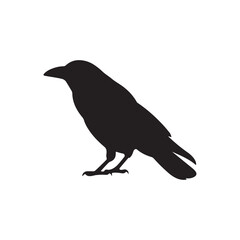 Fototapeta premium A black silhouette Crow bird