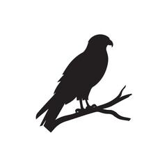 Obraz premium A black silhouette Hawk bird set, Clipart on a white Background, Simple and Clean design, simplistic