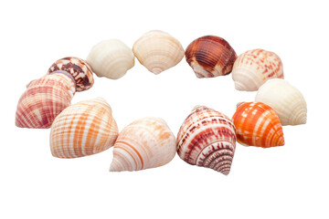 Colorful seashell circle on white background displaying varied textures and patterns, cut out