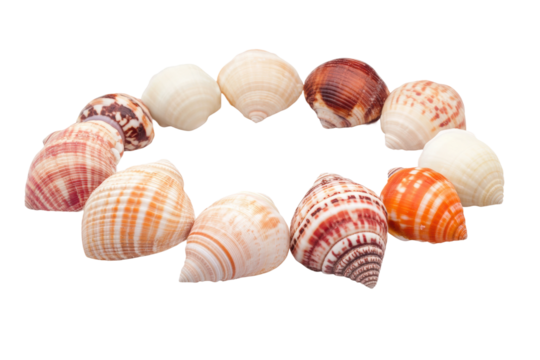 Colorful seashell circle on white background displaying varied textures and patterns, cut out