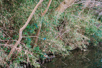garden tools on the ground
