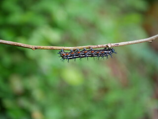 black caterpillar with red markings walking on a tree branch
