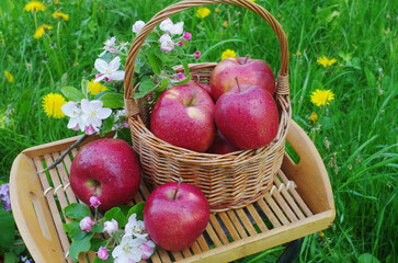 Ripe apples in a wooden bowl on a tray decorated with apple blossoms.